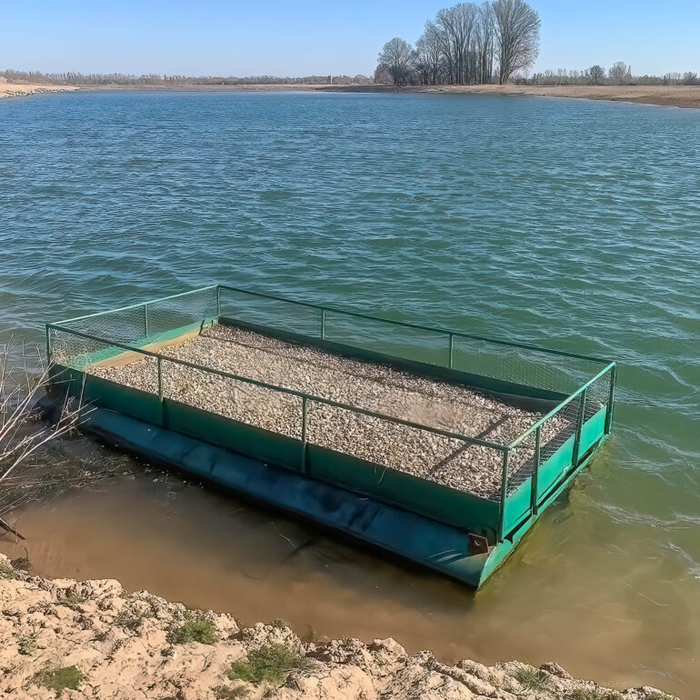 Flussseeschwalbe Kieswerk Stolzenau