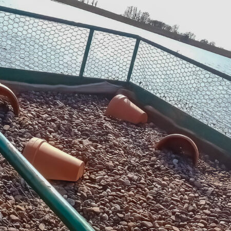 Flussseeschwalbe Kieswerk Stolzenau