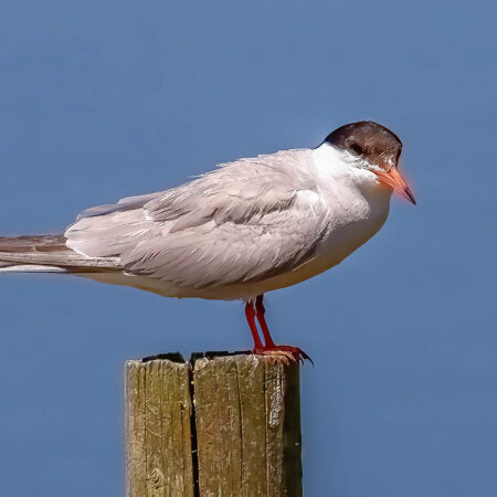 Flussseeschwalbe Kieswerk