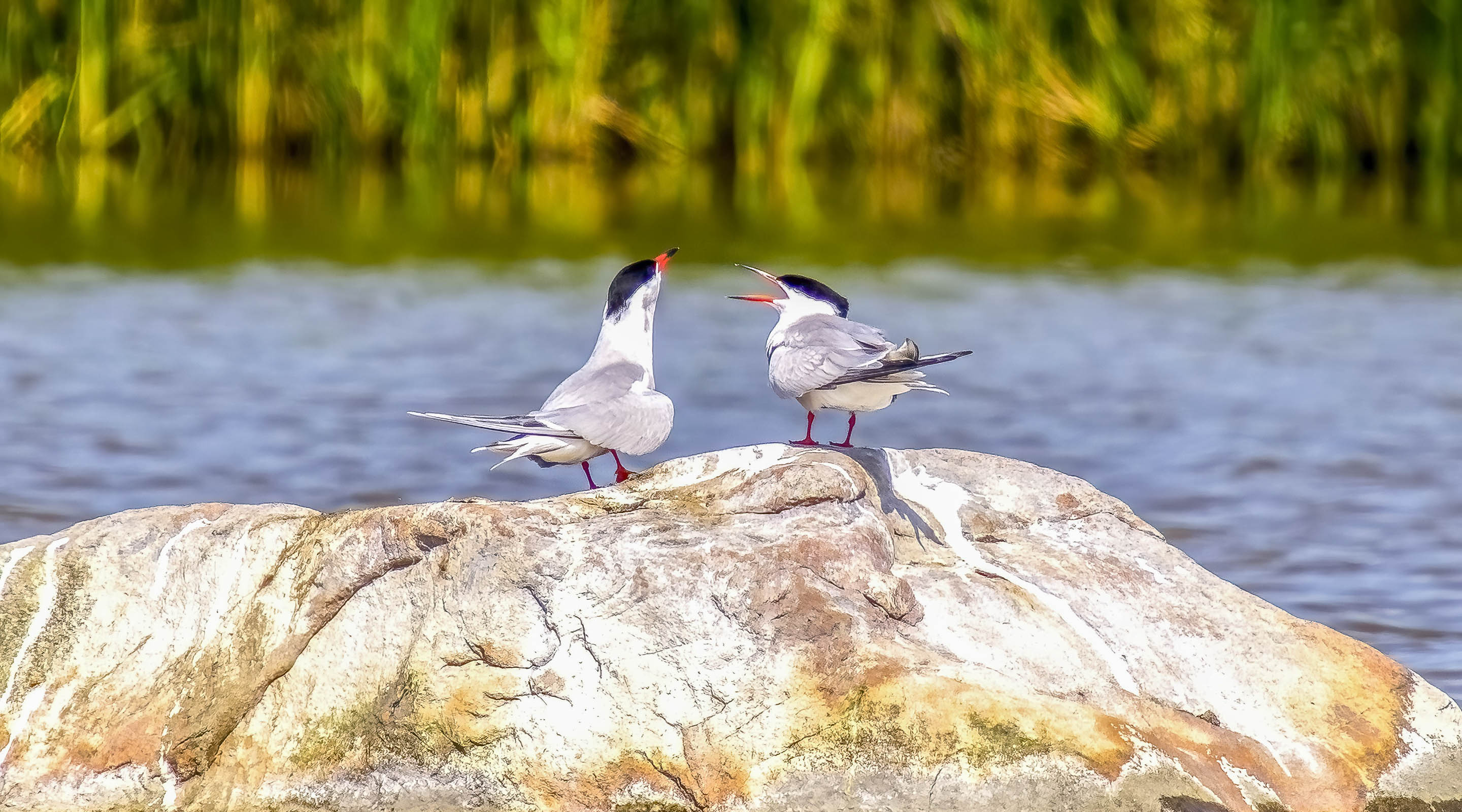 Flussseeschwalbe Kieswerk