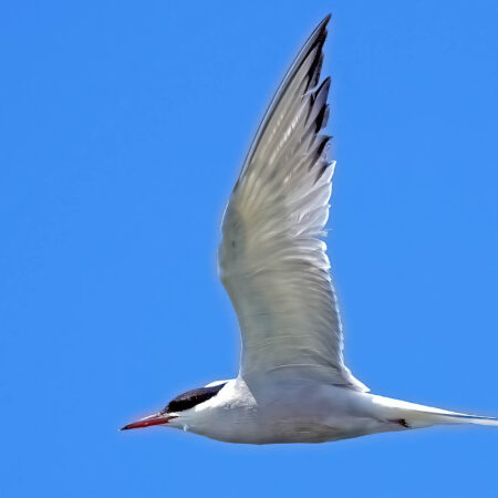 Flussseeschwalbe Kieswerk