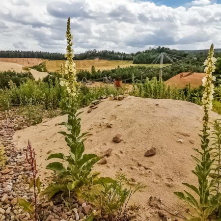 Großblütige Königskernzen_auf_Ruderalfläche