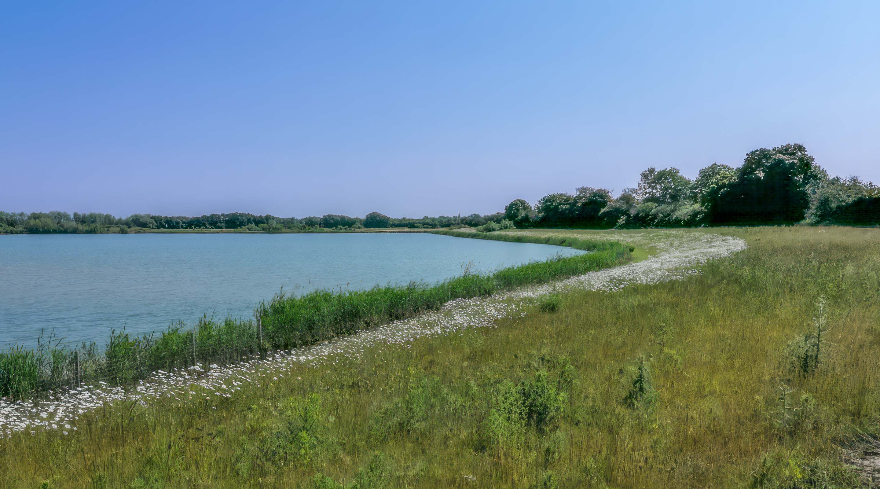 Schilfanpflanzung Stolzenau