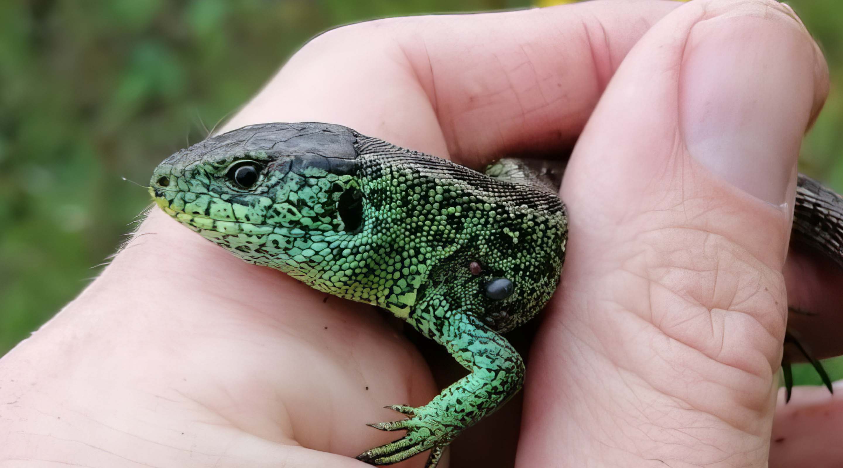 Zauneidechse. © Christian Höppner