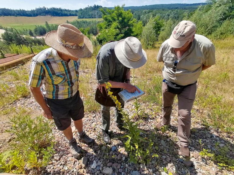 Bestimmung Königskerzen