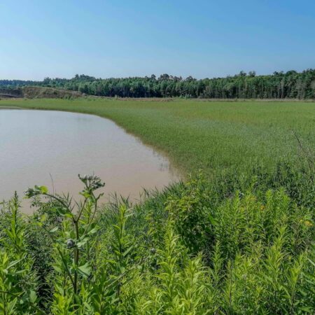 Sukzession Spülteich