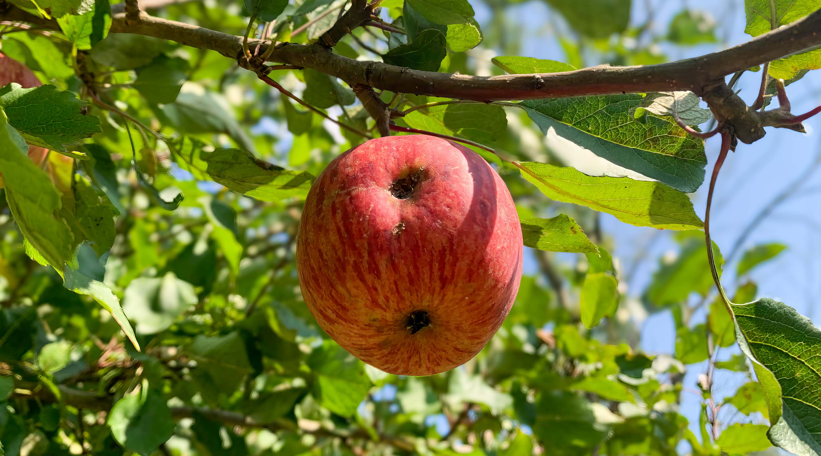 Apfel auf der Streuobstwiese