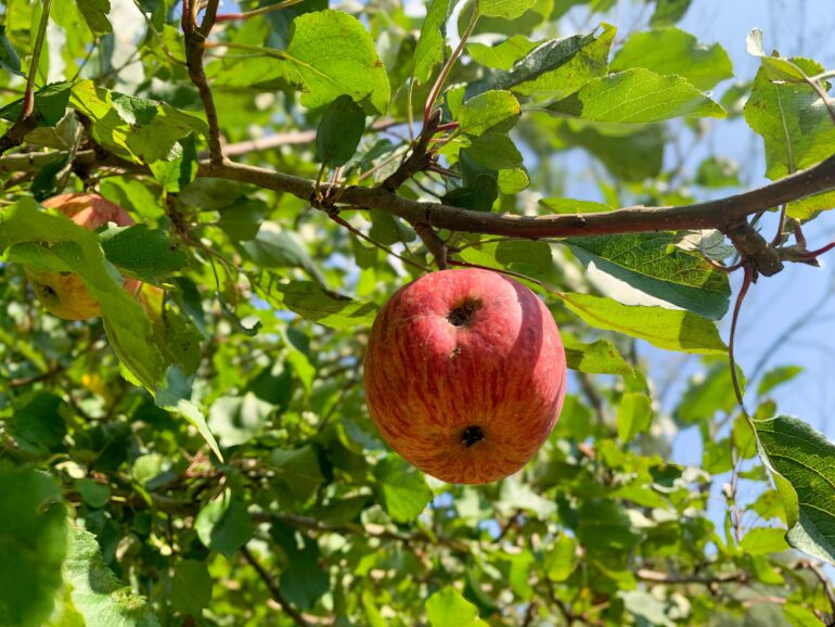 Apfel auf der Streuobstwiese am Artenschutzhaus