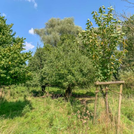 Bäume auf der Streuobstwiese am Artenschutzhaus