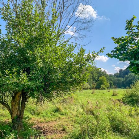 Streuobstwiese am Artenschutzhaus