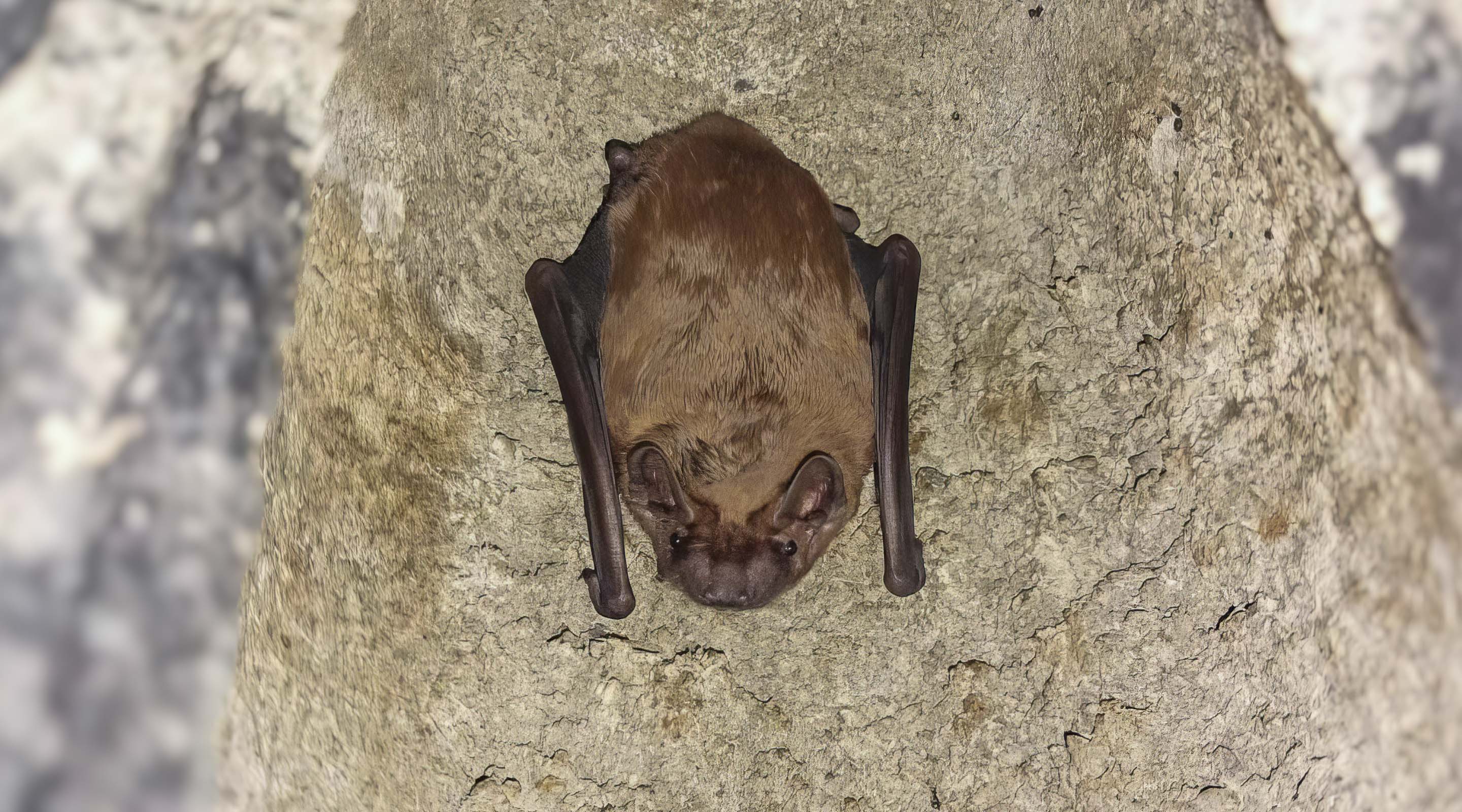 Fledermaus am Artenschutzhaus