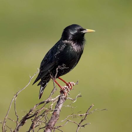 Der Star wird als gefährdet auf der Roten Liste der Brutvögel Niedersachsens geführt (Foto: © pixabay).