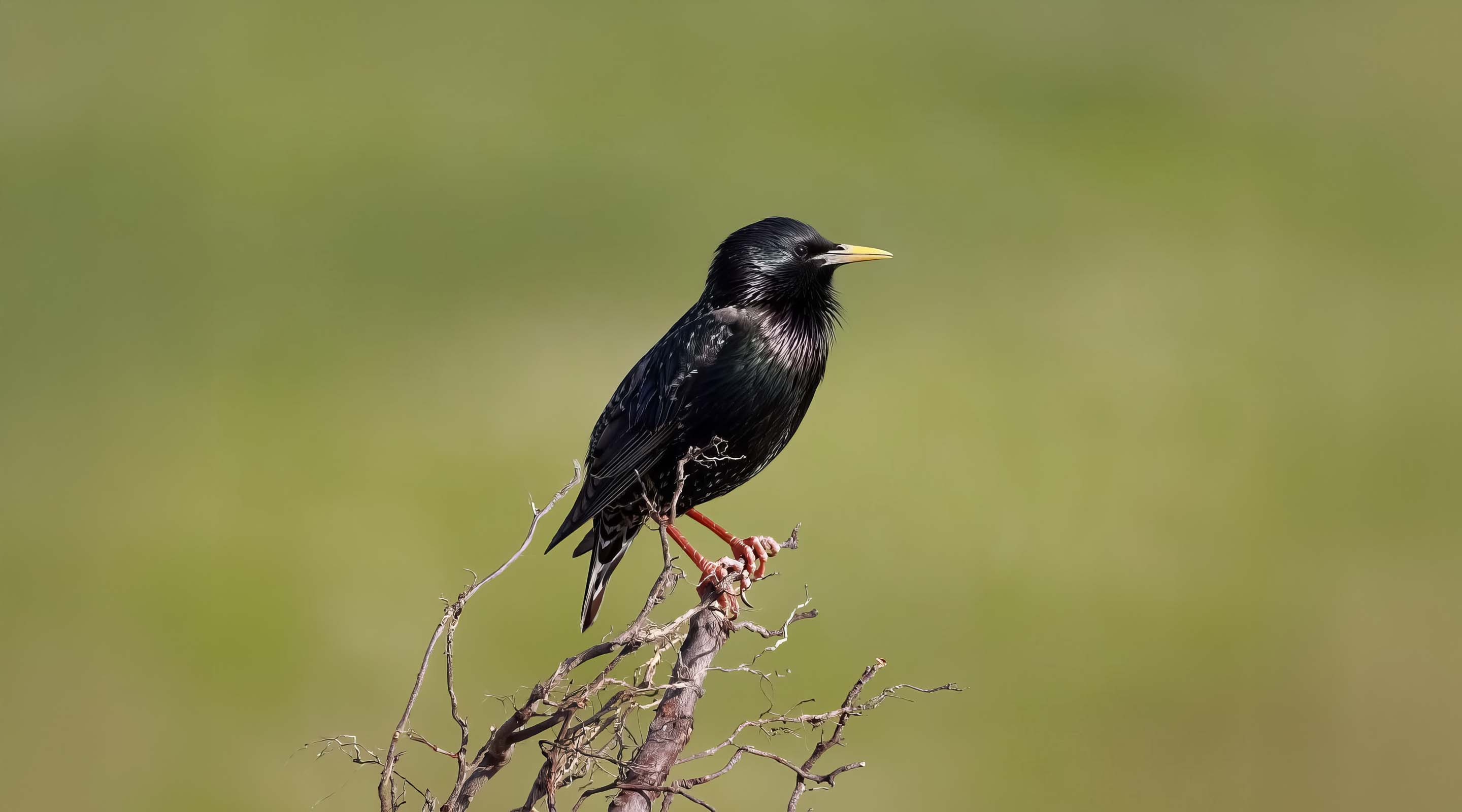 Der Star wird als gefährdet auf der Roten Liste der Brutvögel Niedersachsens geführt (Foto: © pixabay).