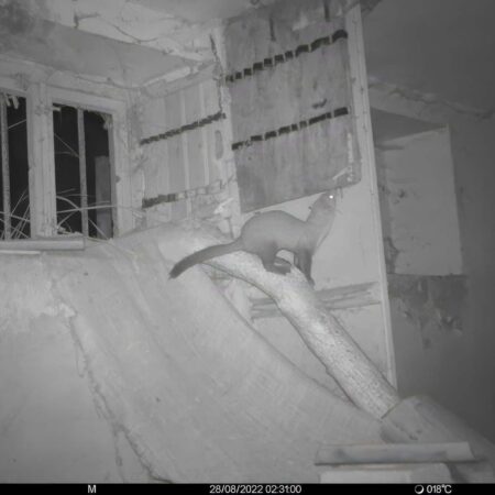 Ein Steinmarder auf Entdeckungstour im Keller des Artenschutzhauses