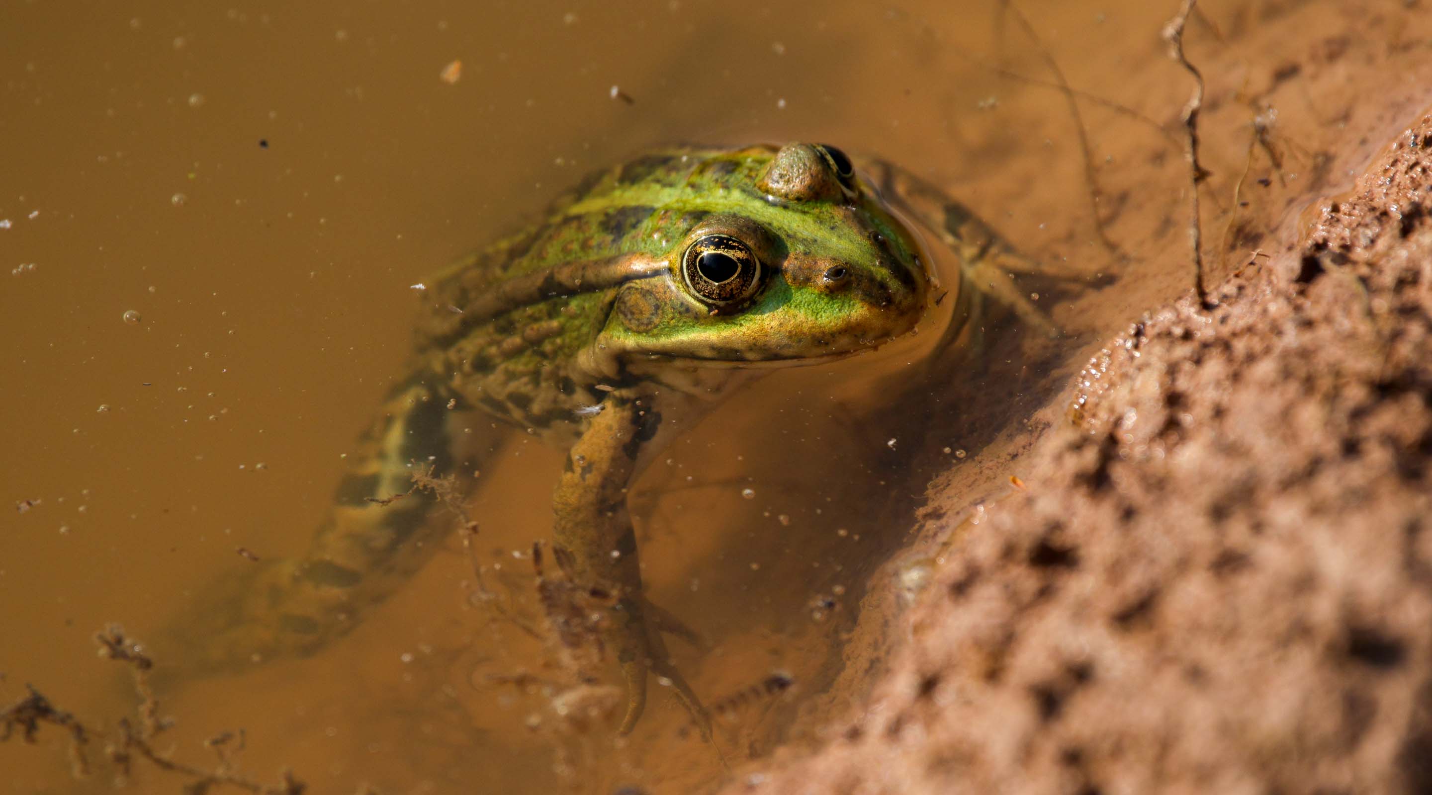 Wasserfrosch