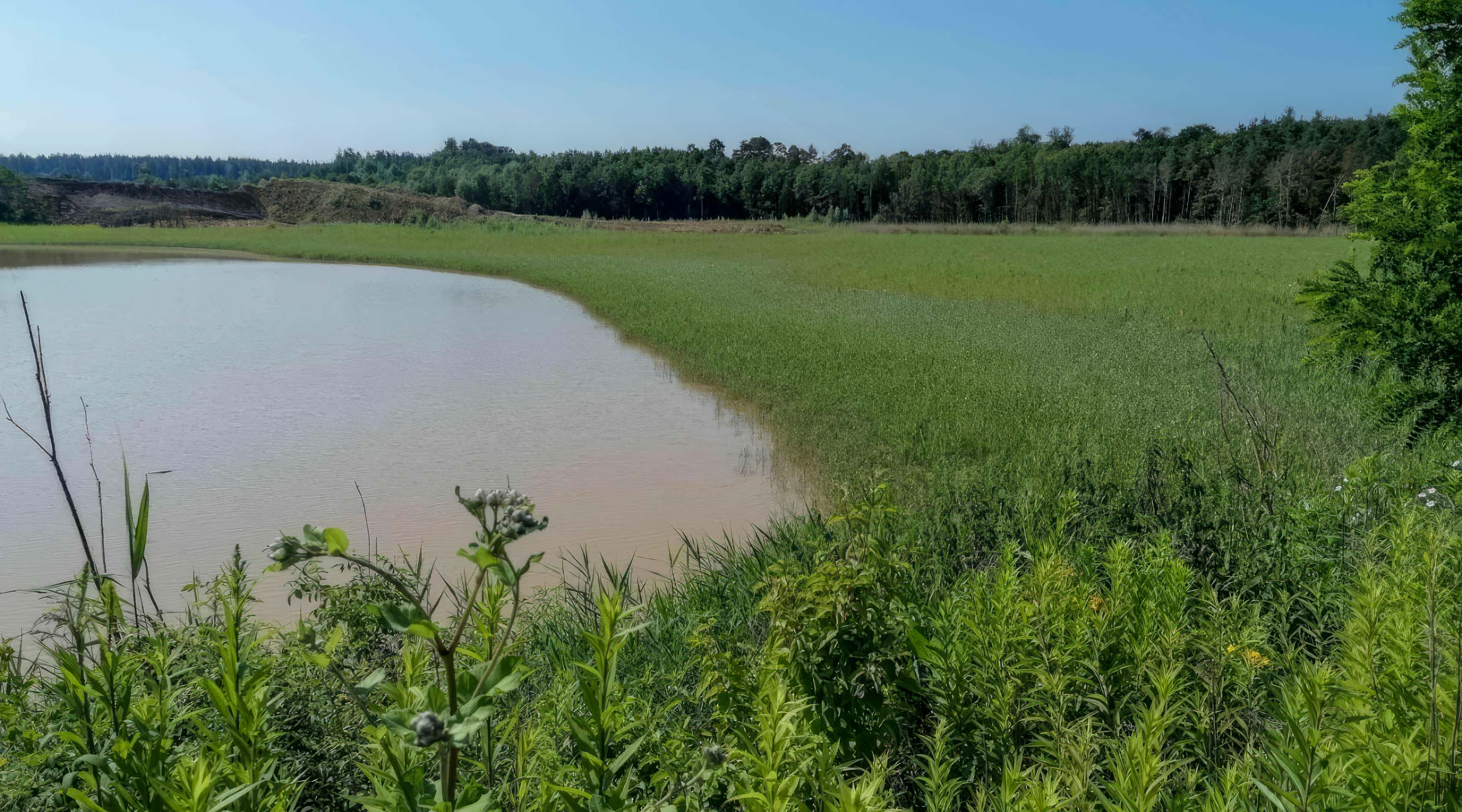 Sukzession am alten Spülteich