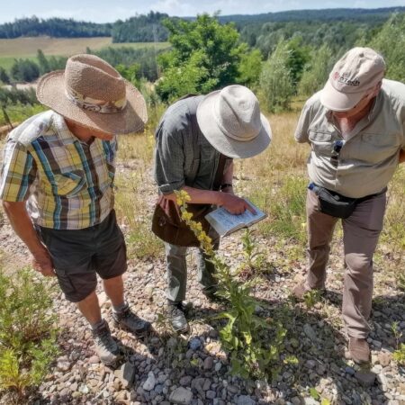 Bestimmung einer Königskerze