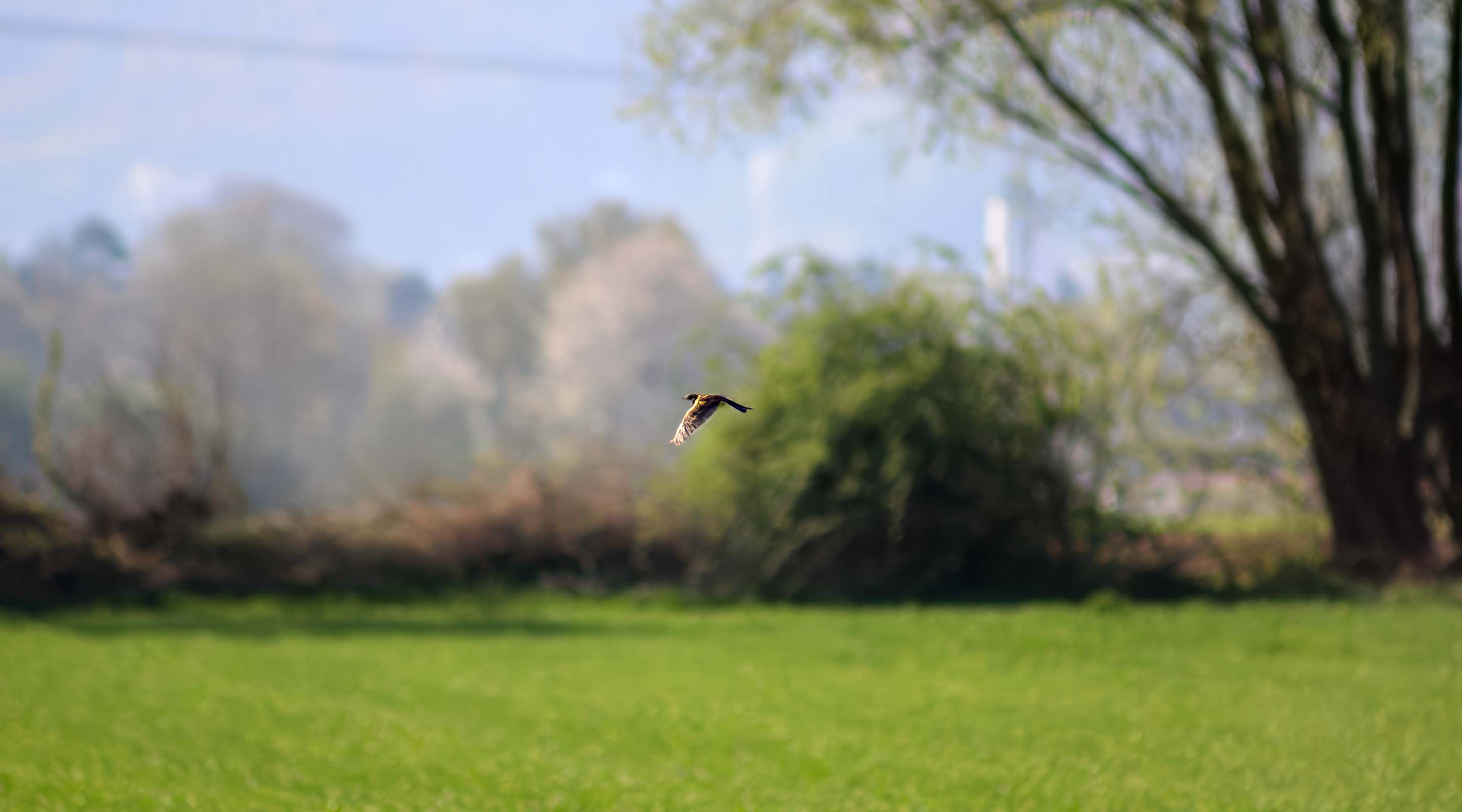 Feldlerche im Kieswerk Deesberg (Foto: L. Jentsch/patroVIT).