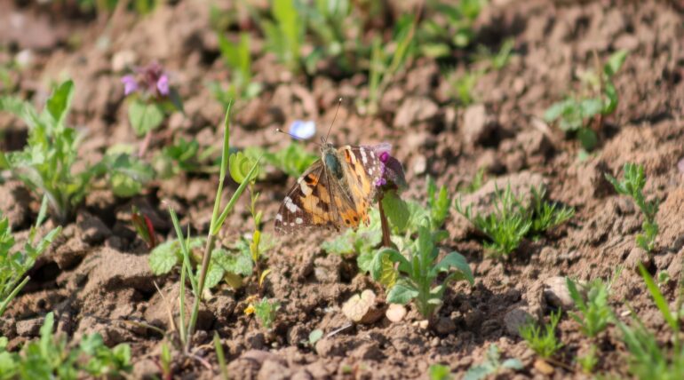 Distelfalter im Kieswerk Deesberg (Foto: L. Jentsch/patroVIT)