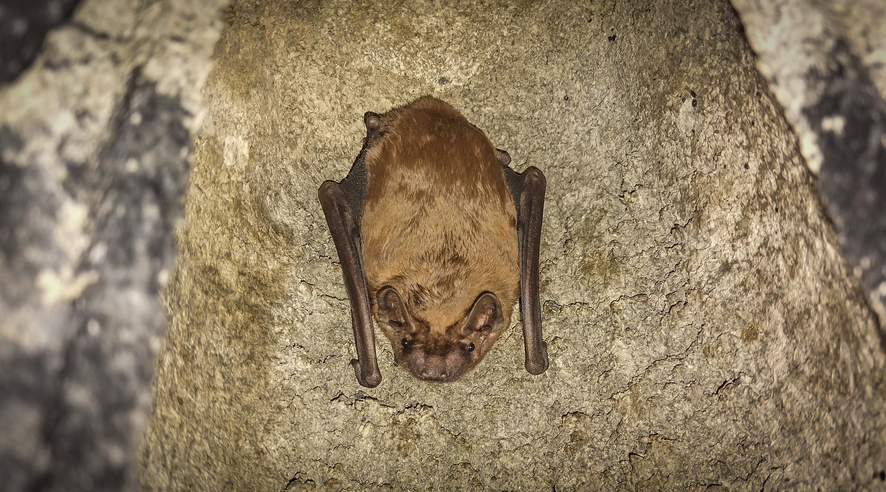 Abendsegler Reddingen
