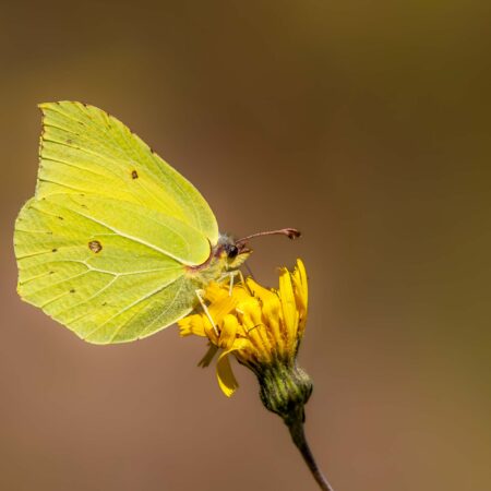 Schmetterlinge finden mit Hilfe ihres Geruchssinnes Nahrungsquellen und Partner (Foto: A. Wiese/patroVIT).