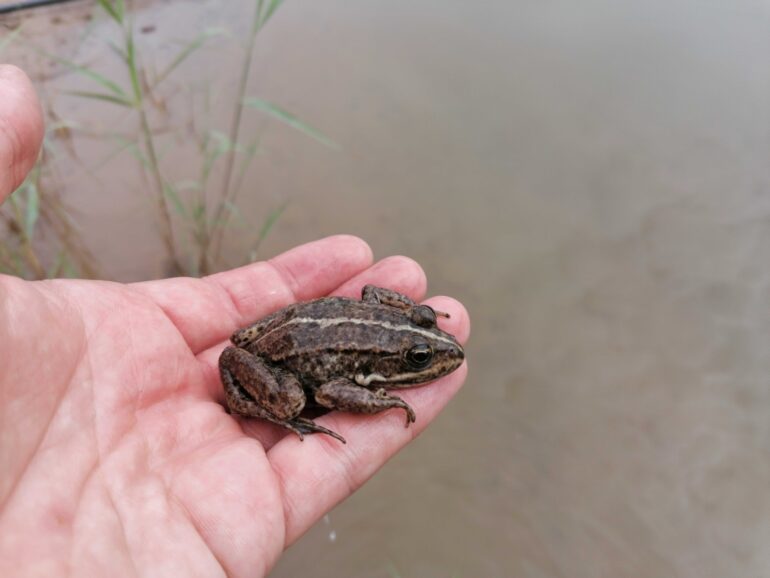 Wasserfrosch im Kieswerk Lammert + Reese in Bodenwerder, auf einer Hand